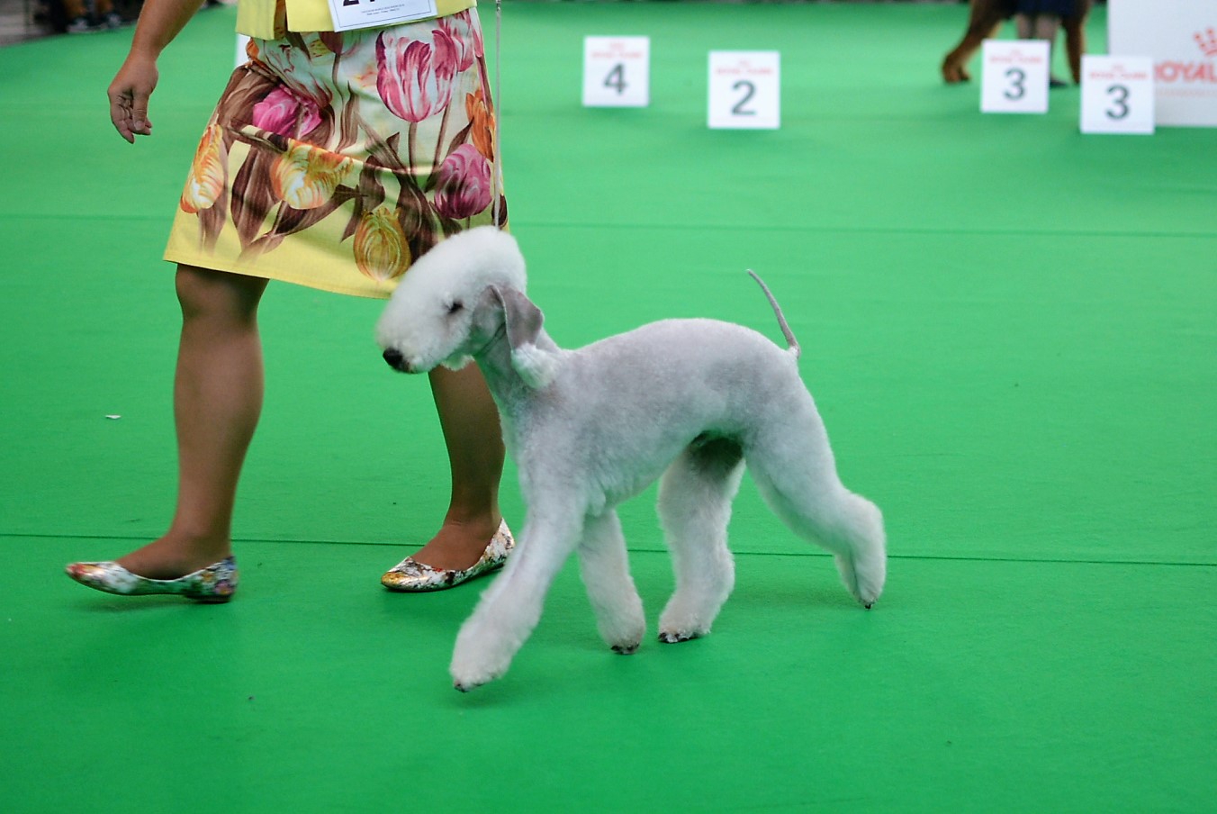World Dog Show 2018 L'End Show Mikado King Of The Ring 3
