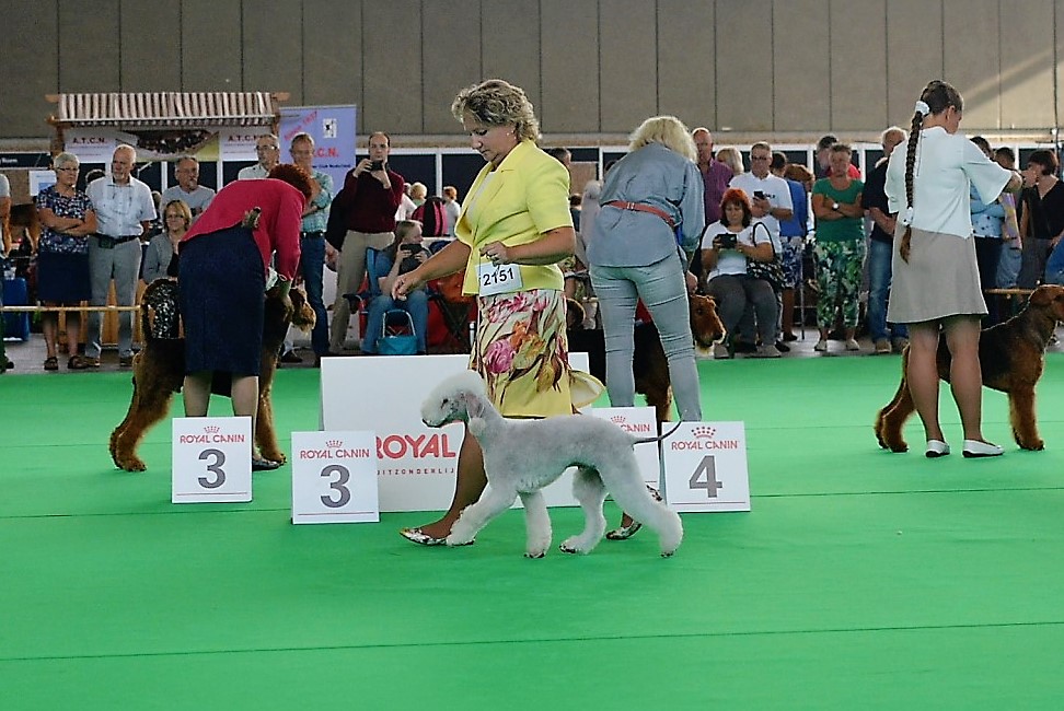World Dog Show 2018 L'End Show Mikado King Of The Ring 4