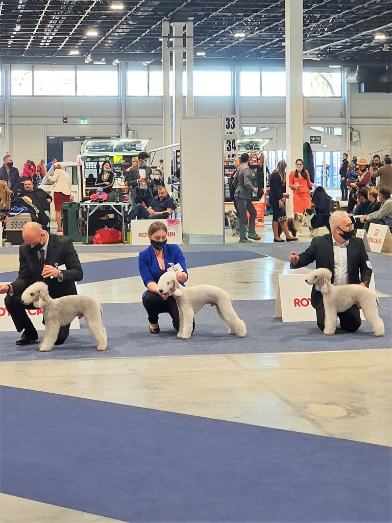 Euro Dog Show 2021 Budapest Coquet Water More Than I Can Say 01