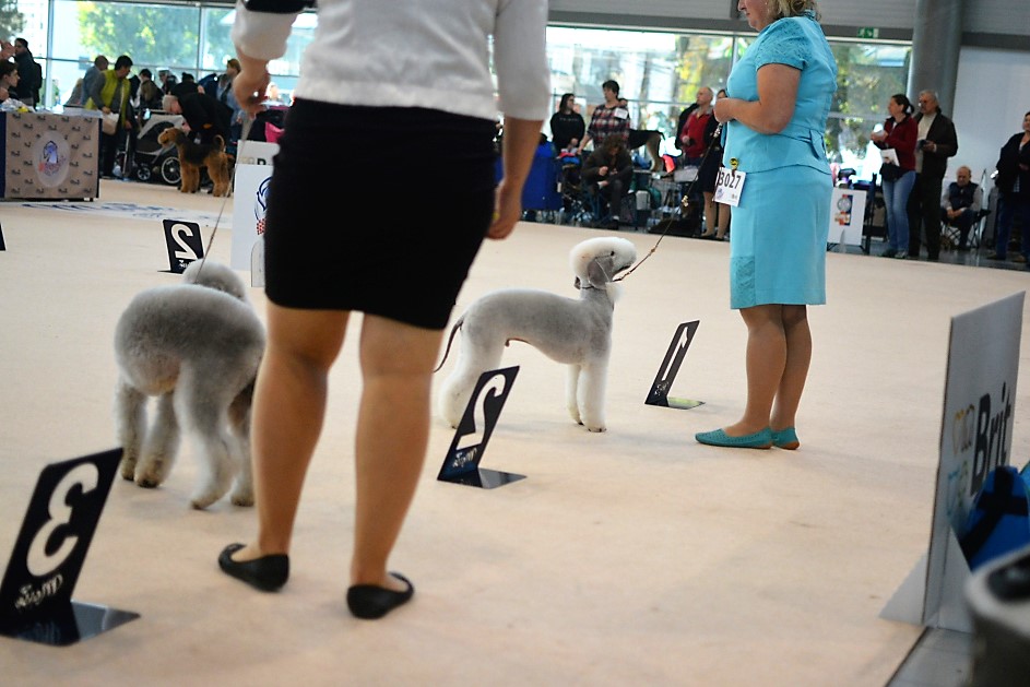 World Dog Show 2021 Brno L'end Show Masterpiece For All Times 03