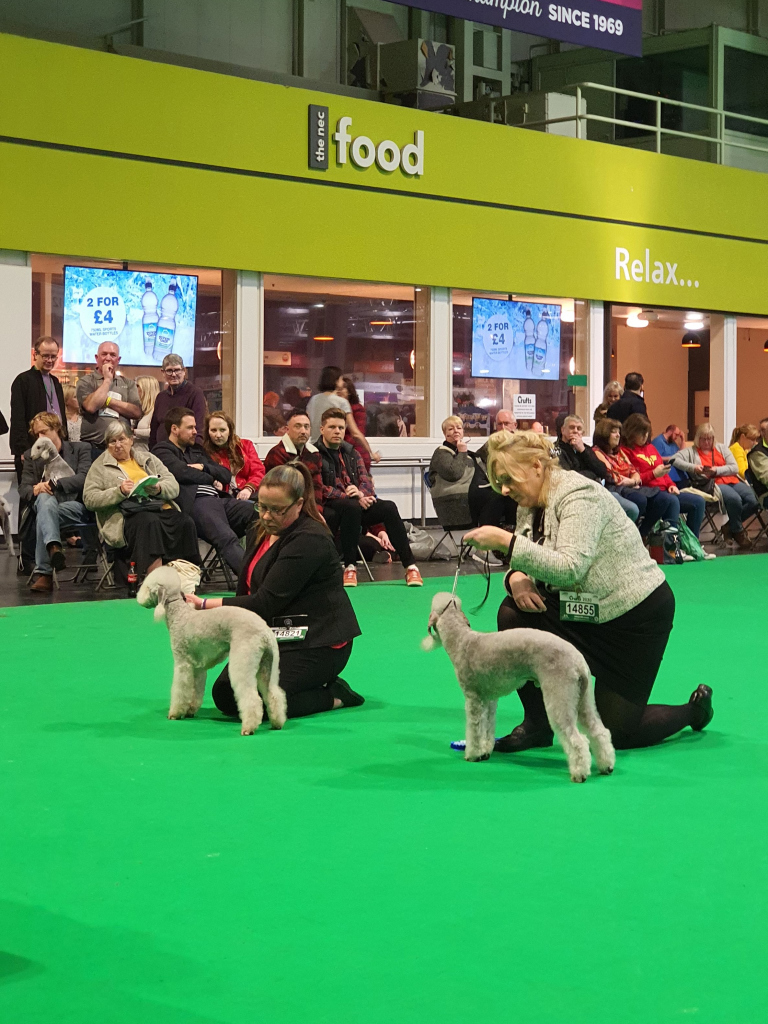 Crufts 2020 Dog Open Results 2