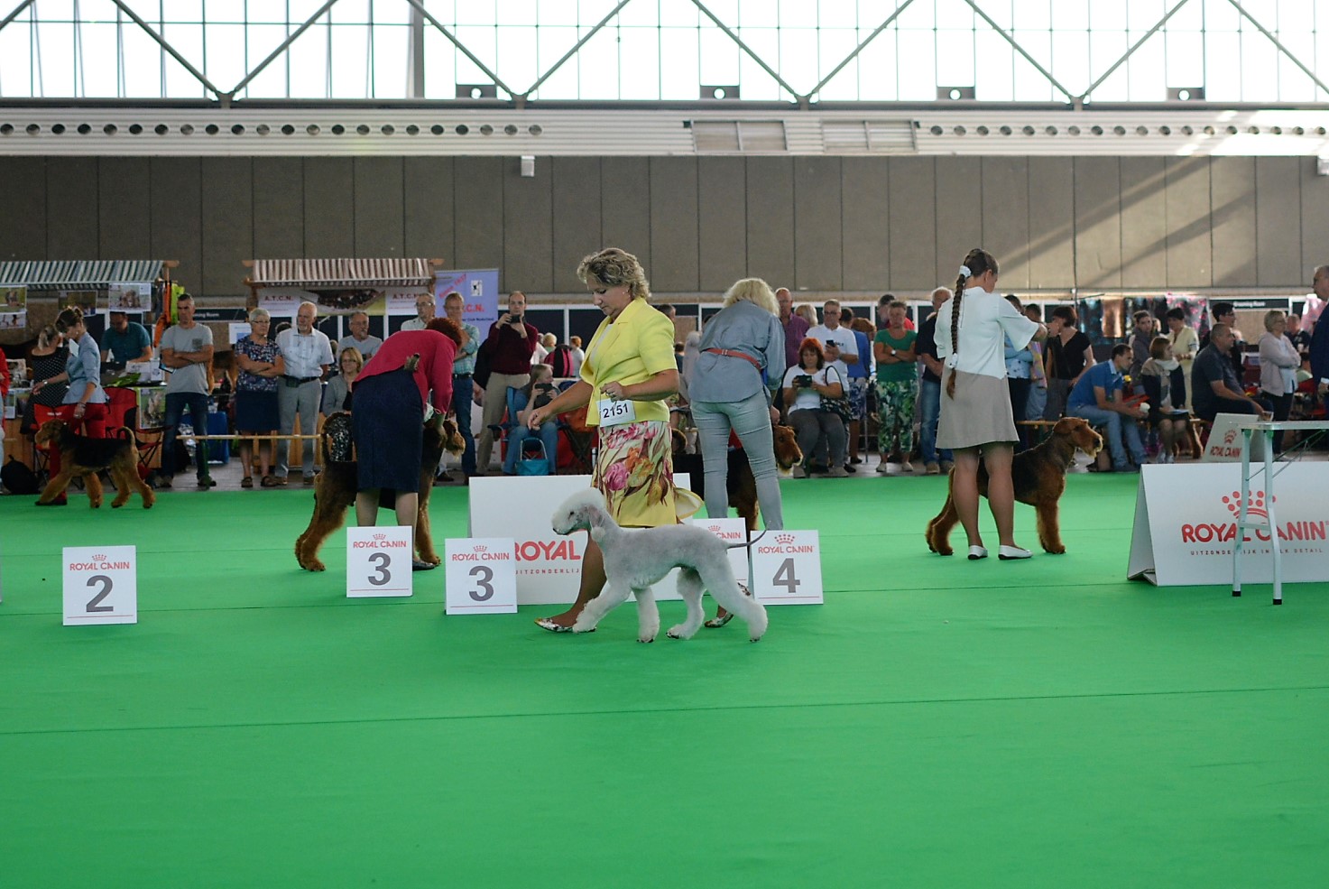 World Dog Show 2018 L'End Show Mikado King Of The Ring