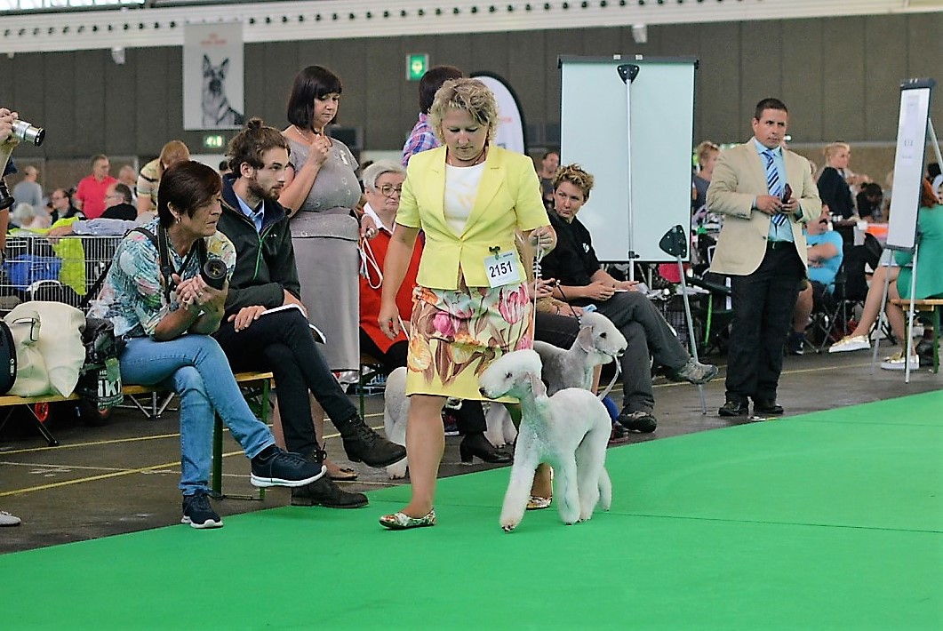 World Dog Show 2018 L'End Show Mikado King Of The Ring 5