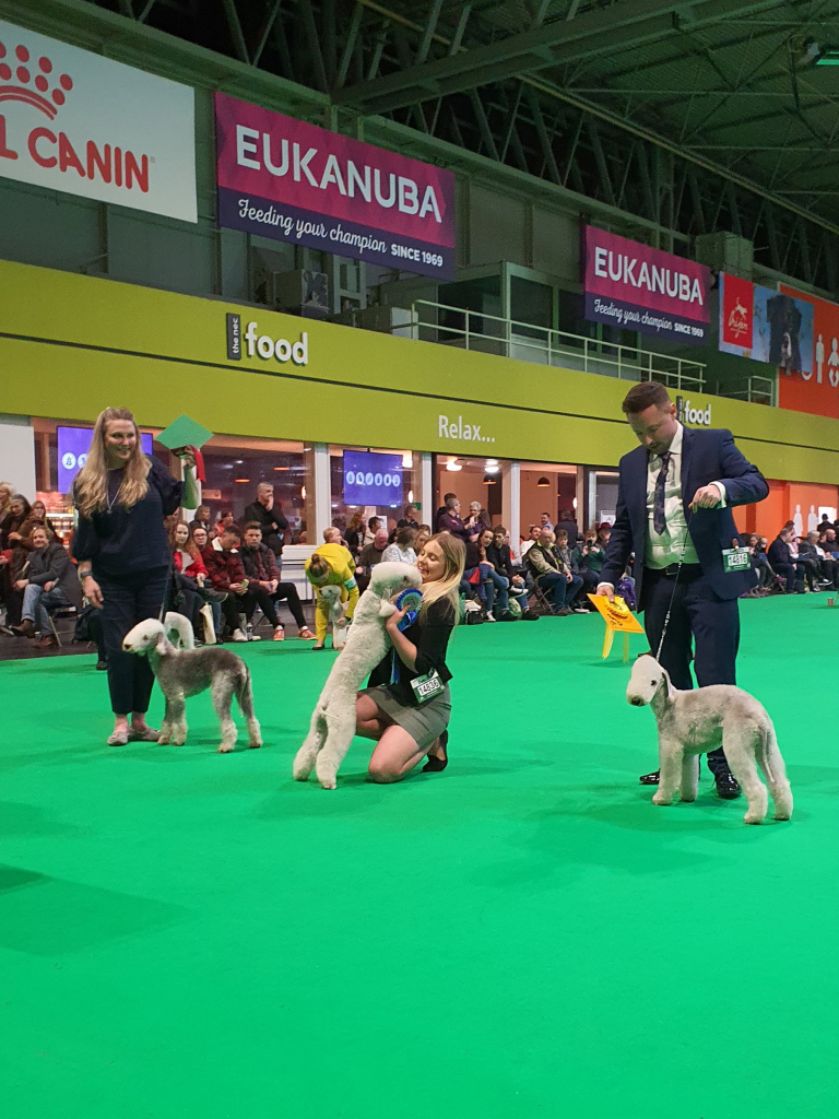 Crufts 2020 Dog Puppy Results