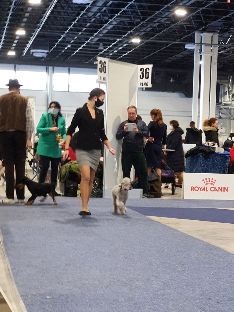 Euro Dog Show 2021 Budapest Woollywood Superhero III. T'challa 01