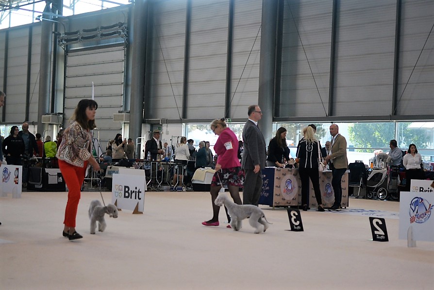 World Dog Show 2021 Brno Never Stop Dreaming Mystery Success 01