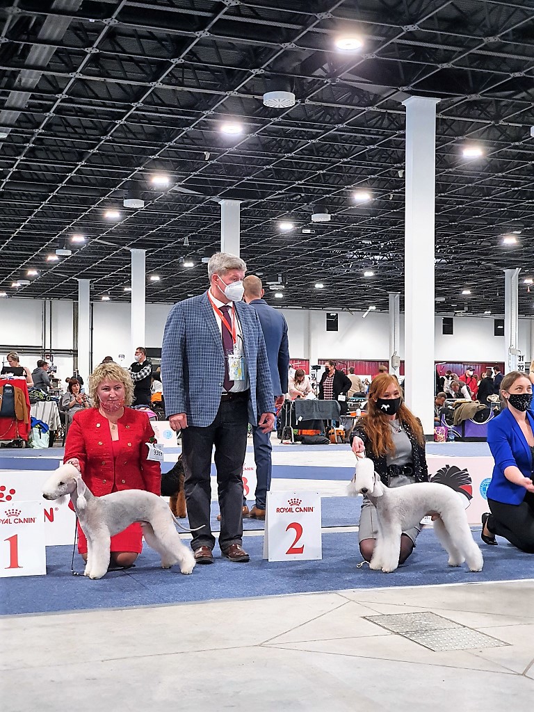 Euro Dog Show 2021 Budapest Dog Champion Class 17