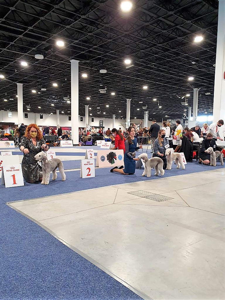 Euro Dog Show 2021 Budapest Dog Puppy Class 05