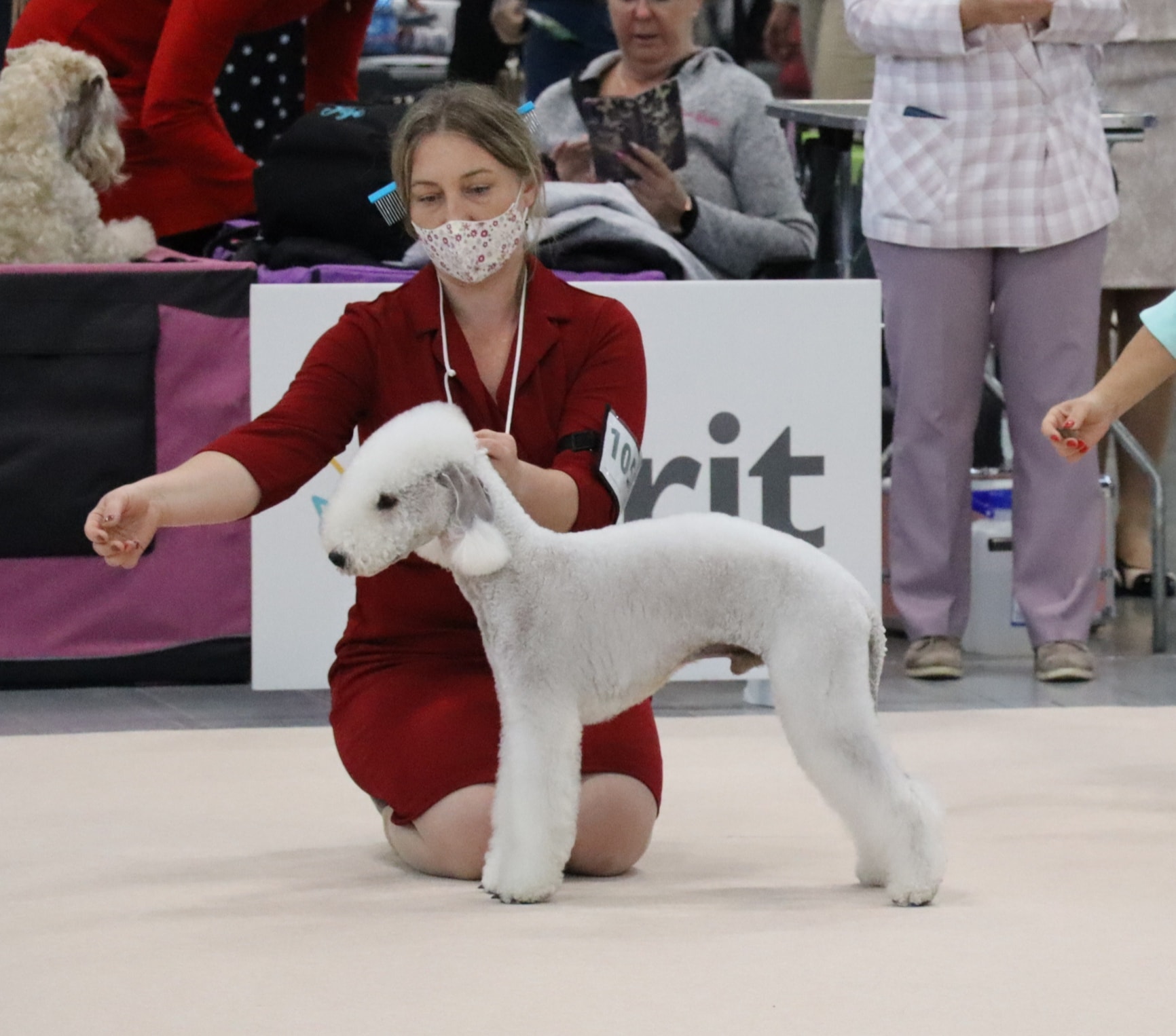 World Dog Show 2021 Brno Coquet Water More Than I Can Say 04