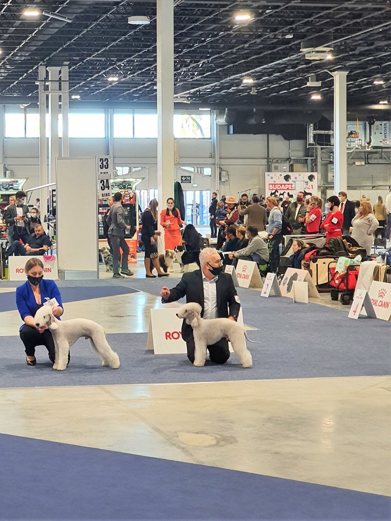 Euro Dog Show 2021 Budapest Jumper Hunter Heavenly Summer 01